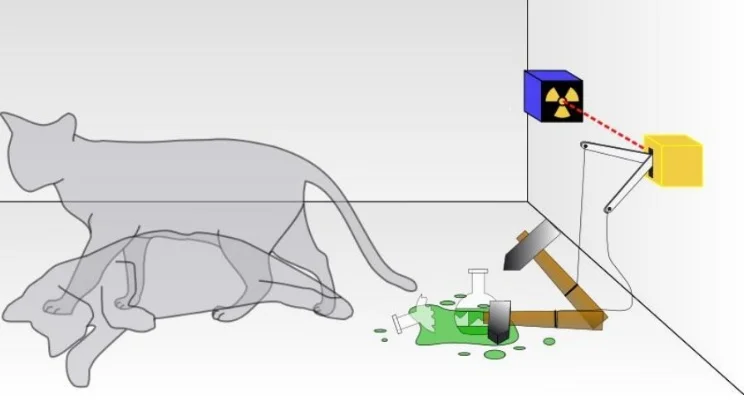 辐射4猫辐射分析：家用猫辐射低，对人体影响微